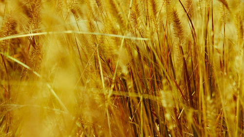 Full frame shot of wheat field