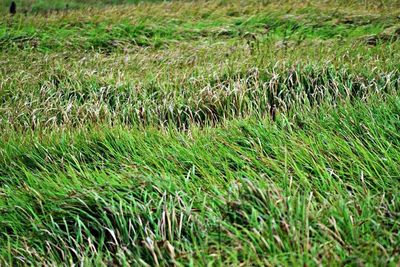 Plants growing on grassy field