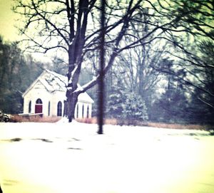 Bare trees against the sky