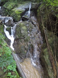 River flowing through forest