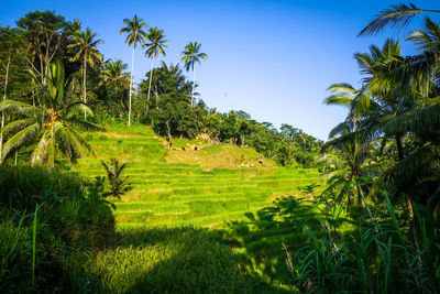 Scenic view of palm trees on field against sky