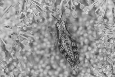 Close-up of insect on plant