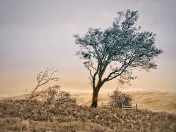 Tree on field against sky