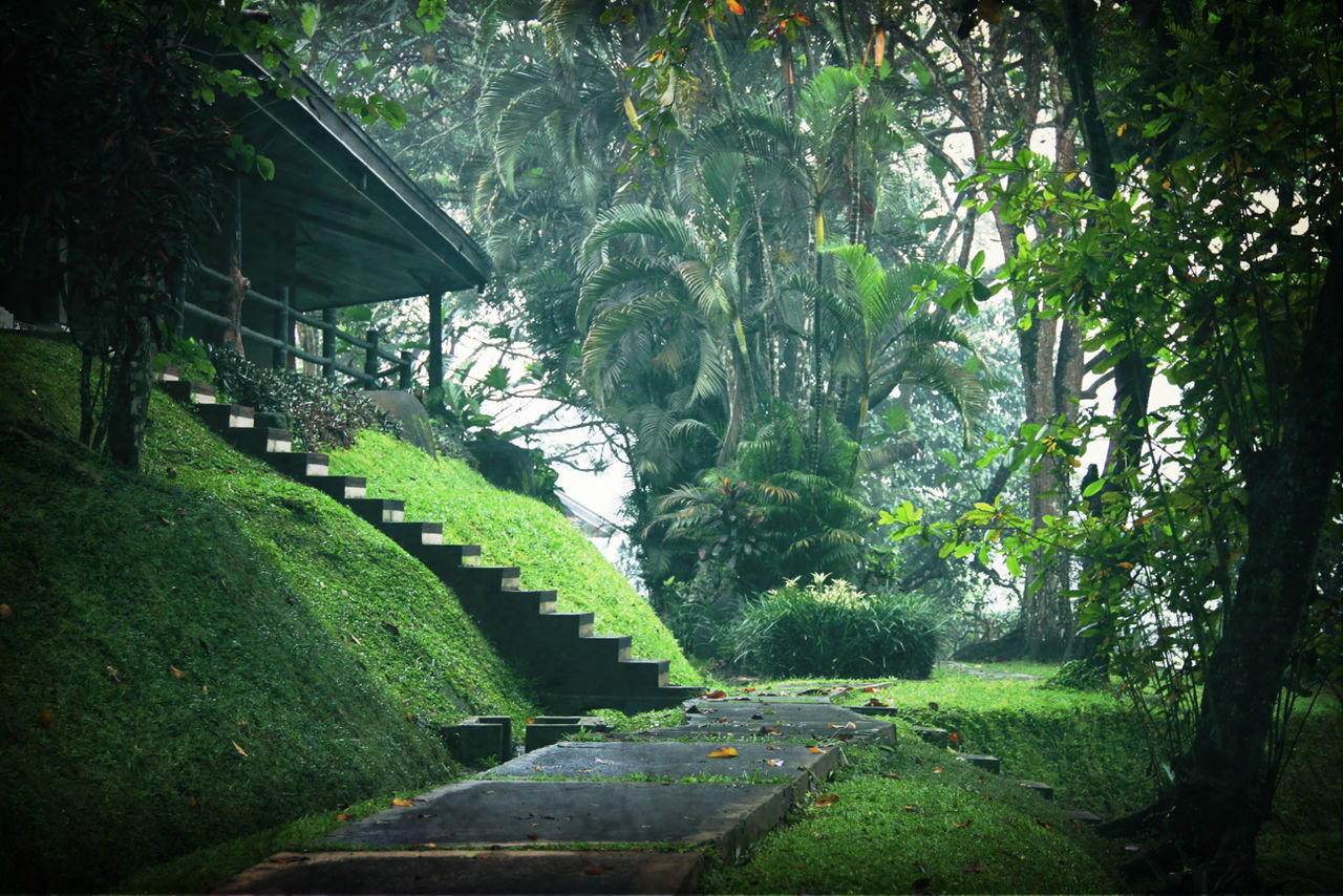 tree, green color, growth, water, park - man made space, nature, plant, built structure, tranquility, grass, beauty in nature, sunlight, architecture, tranquil scene, day, formal garden, outdoors, footpath, pond, scenics