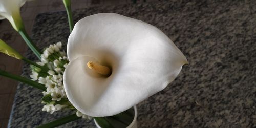 Close-up of white flower on plant