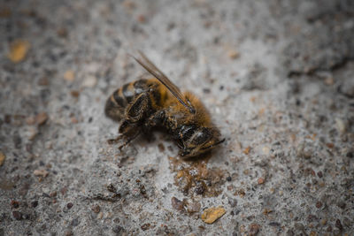 Close-up of death bee