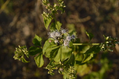 Close-up of fresh red flowering plant