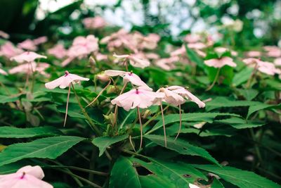 Close-up of pink flowers blooming outdoors