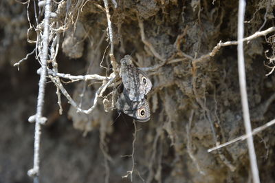 Close-up of frozen spider web