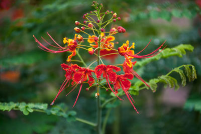 Close-up of red flowering plant