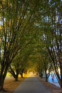 Road amidst trees