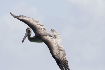 Low angle view of eagle flying against sky