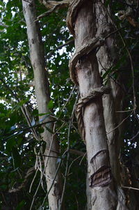 View of tree trunk