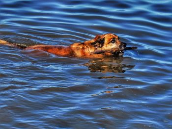 Close-up of turtle swimming in lake