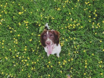 Directly above portrait shot of english springer spaniel sticking out tongue on field