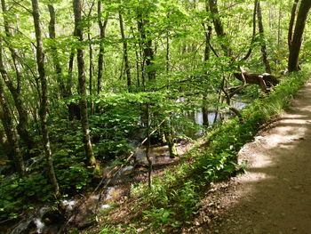 Trees in forest