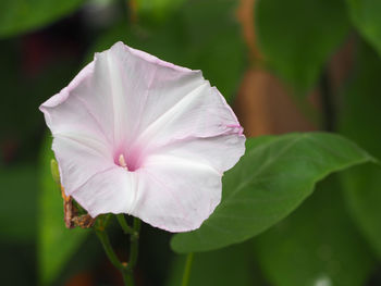 Close-up of flower blooming outdoors