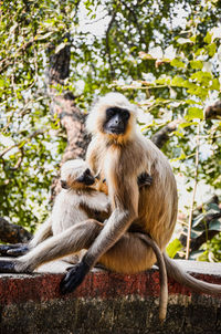 Monkey sitting on a large rock and feeding his child