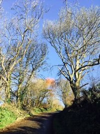 Bare trees in forest against sky