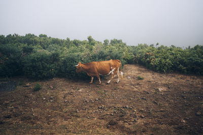 Horse in a field