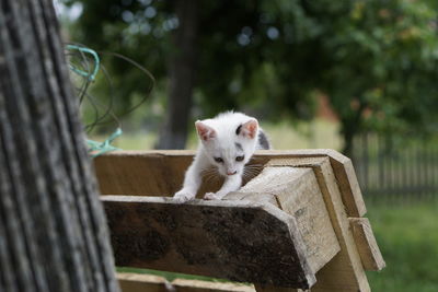 View of a cat playing on a pallete