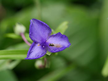 Close-up of purple flowers blooming