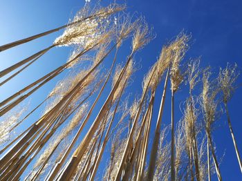 Low angle view of reeds against clear blue sky