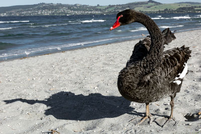 Duck at beach