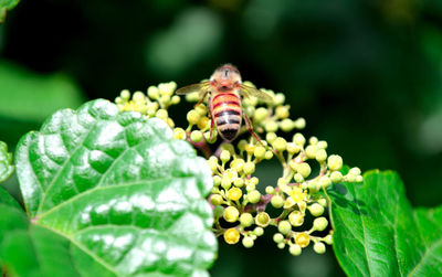 Close-up of insect on leaf