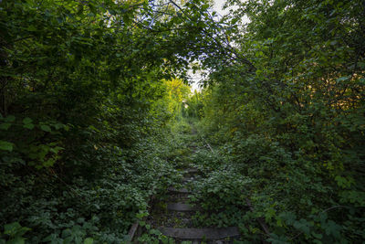 Trees growing in forest