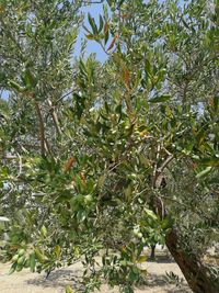 Plants against trees