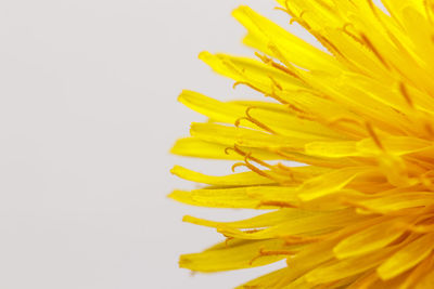 Close-up of yellow flower against white background