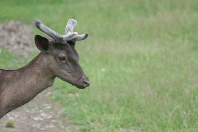 Close-up of deer on field