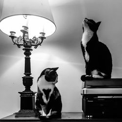 Close-up of dog sitting on illuminated lamp