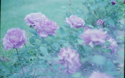 Close-up of pink flowers blooming outdoors