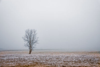 Bare tree on snow covered field against sky