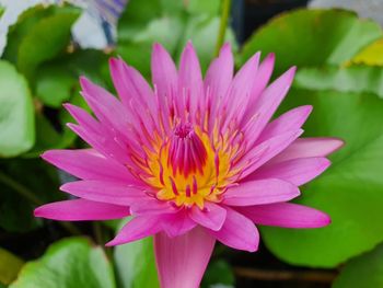 Close-up of pink lotus water lily