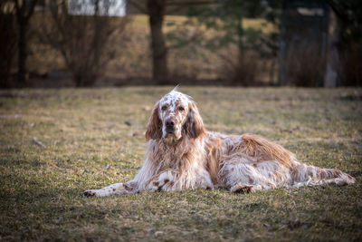 Dog sitting on field