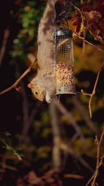 Close-up of a bird perching on branch