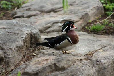 Bird on rock