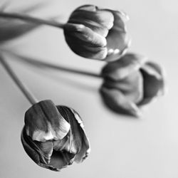 Tulips close-up