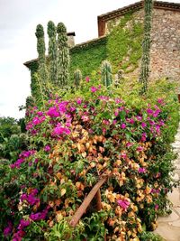 Flowers blooming against plants