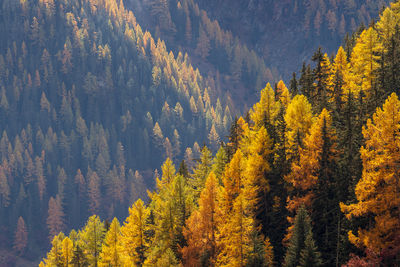 Pine trees in forest