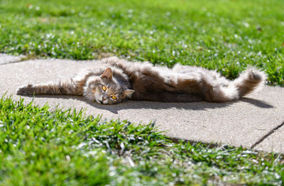 Cat relaxing in grass