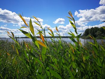 Plants growing on field against sky