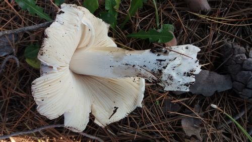 Close-up of fungus growing on plant