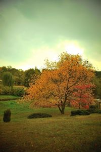 Trees on field against sky