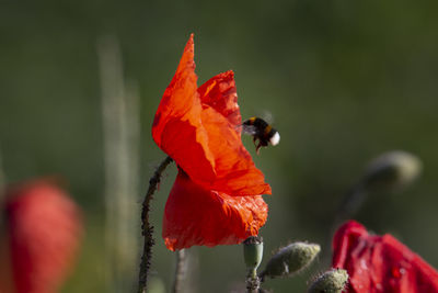 Close-up of red flower