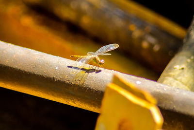 Close-up of insect