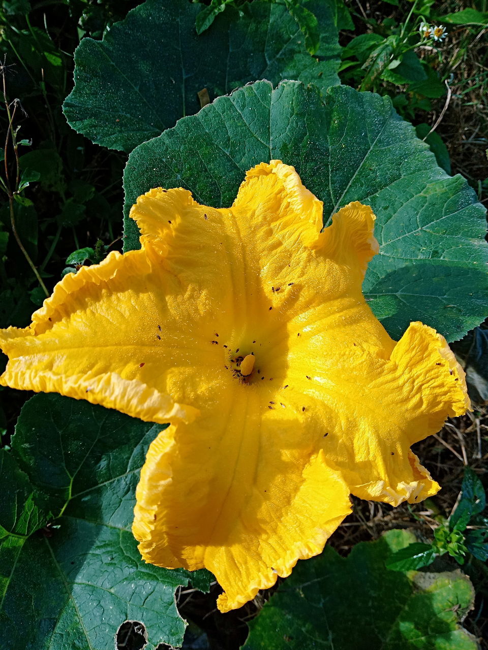 CLOSE-UP OF YELLOW FLOWER ON PLANT